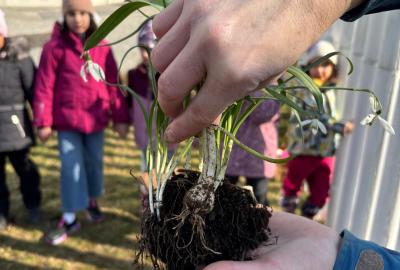 Sázení jarních kytiček u zahrady