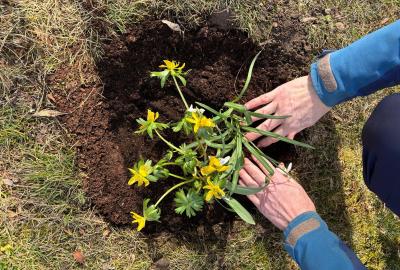 Sázení jarních kytiček u zahrady
