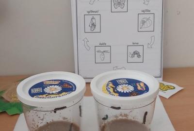 Projekt "Motýli ve školce"