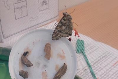 Projekt "Motýli ve školce"