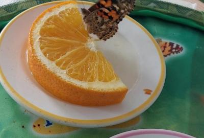 Projekt "Motýli ve školce"